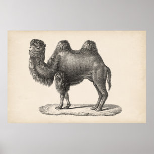 Poster Desenho de Brodtmann Camel