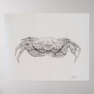 Poster Desenho De Caranguejo Costeiro