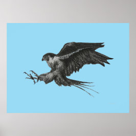 Pôster Desenho de Falcão-peregrino em Tela