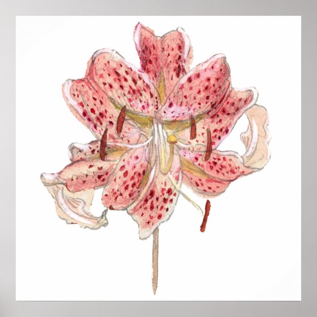 Poster Desenho de flores vermelhas da vindima de Samuel C (Frente)