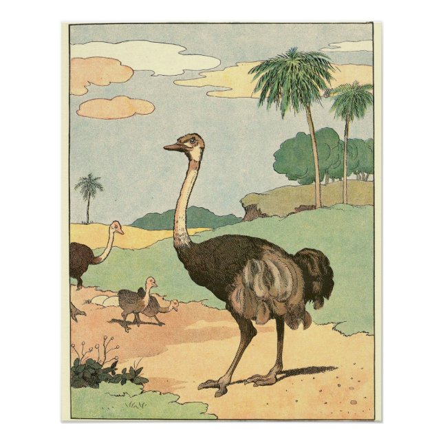 Pôster Desenho de Histórias de Ostrich (Frente)
