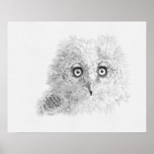 Pôster Desenho de Owlet excelente Corado