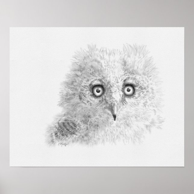 Pôster Desenho de Owlet excelente Corado (Frente)
