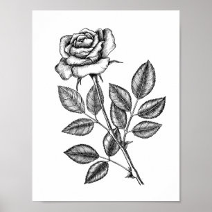 Poster Desenho de rosa 2