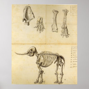 Pôster Desenho de Trabalho do Mastodon