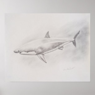 Poster Desenho de Tubarão Branco do Excelente