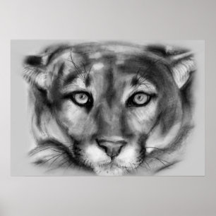 Poster Desenho do Cougar