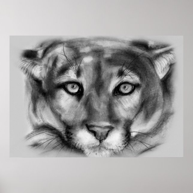 Poster Desenho do Cougar (Frente)