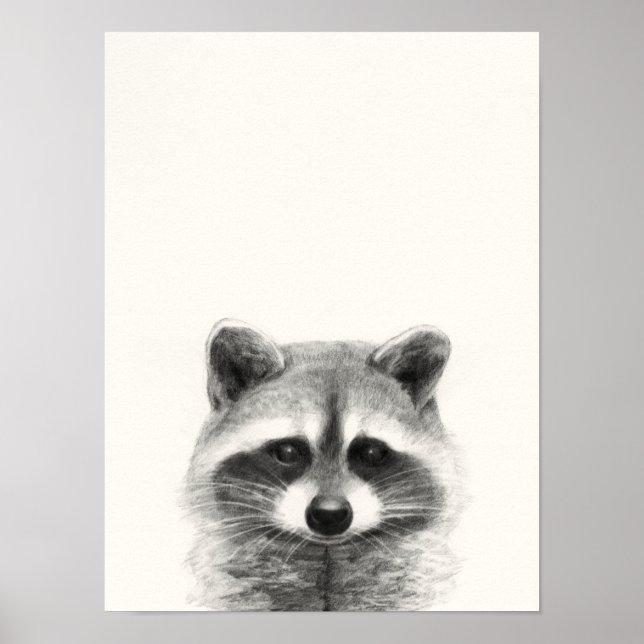 Poster Desenho do Lápis Raccoon (Frente)