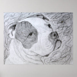 Pôster Desenho do Pinto Retrato Americano Bulldog Pet
