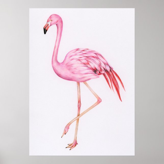 Poster Desenho Flamingo Bonito (Frente)