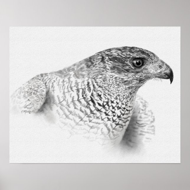 Pôster Desenho Goshawk (Frente)