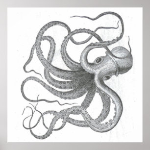 Poster Desenho kraken vintage náutico