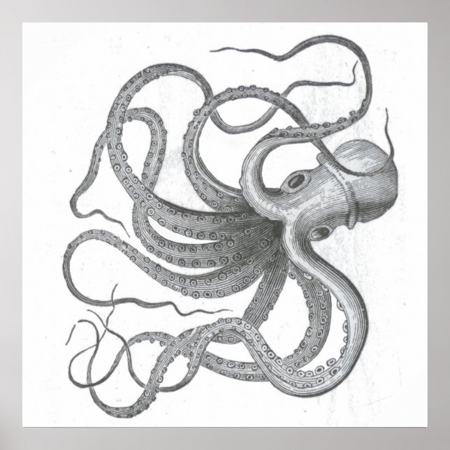 Poster Desenho kraken vintage náutico (Frente)