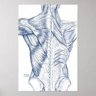Pôster Desenho Médico Antigo Músculos das Costas Azul (18