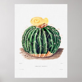 Poster Desenho Nopal de uma Imagem de Planta de Cactus Fl