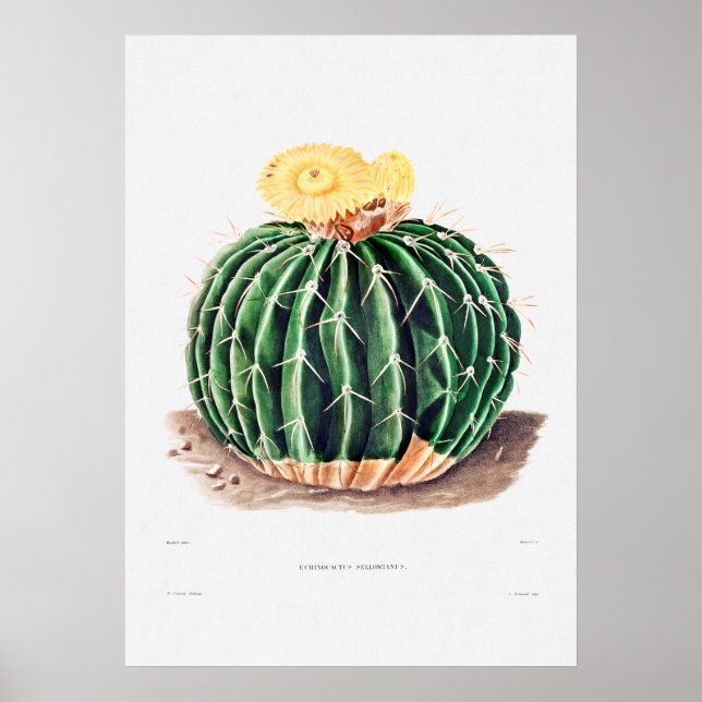 Poster Desenho Nopal de uma Imagem de Planta de Cactus Fl (Frente)