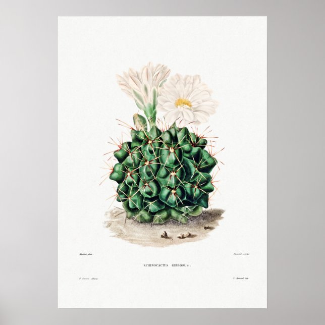 Poster Desenho Nopal de uma Imagem de Planta de Cactus Fl (Frente)