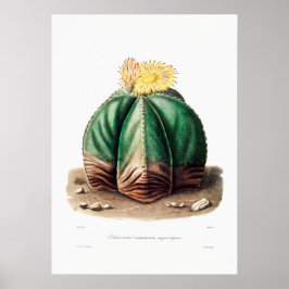 Poster Desenho Nopal de uma Imagem de Planta de Cactus Fl