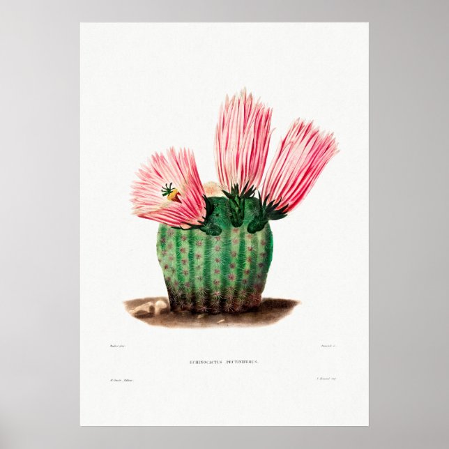 Poster Desenho Nopal de uma Imagem de Planta de Cactus Fl (Frente)