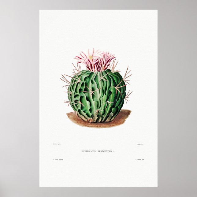 Poster Desenho Nopal de uma Imagem de Planta de Cactus Fl (Frente)