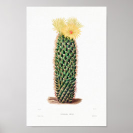 Poster Desenho Nopal de uma Imagem de Planta de Cactus Fl