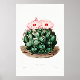 Poster Desenho Nopal de uma Imagem de Planta de Cactus Fl
