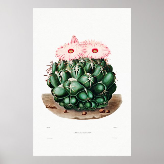 Poster Desenho Nopal de uma Imagem de Planta de Cactus Fl (Frente)