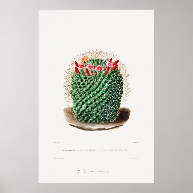 Poster Desenho Nopal de uma Imagem de Planta de Cactus Fl (Frente)
