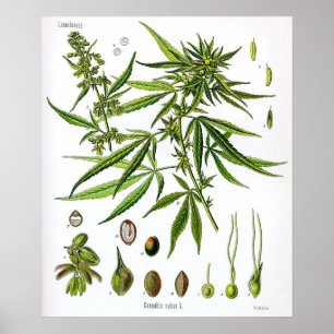Poster Desenho Sativa da Botânica do vintage da planta