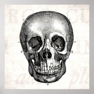Pôster Desenho velho anatômico retro do crânio dos 1800