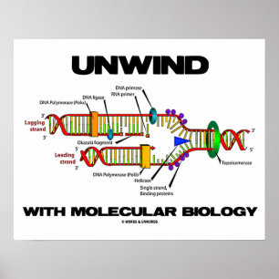 Pôster Desenrolar Com Biologia Molecular (Replicação De D