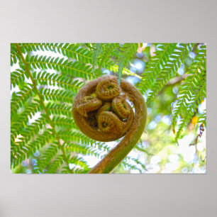 Poster Desenrolar da Fronde da Samambaia-Arvore Havaiana