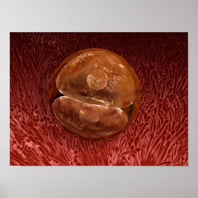 Pôster Desenvolvimento de Zygote: 24-36 Horas (Frente)