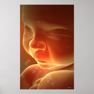 Pôster Desenvolvimento embrionário 4