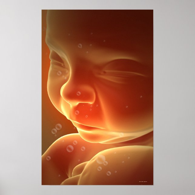 Pôster Desenvolvimento Embriônico 4 (Frente)