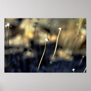 Pôster Desert Bloom