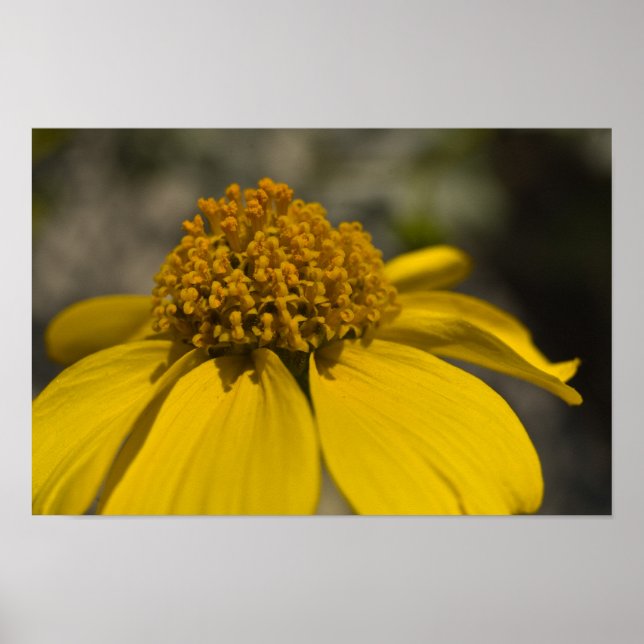 Poster Desert Brittlebrush Blossom (Frente)