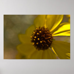 Poster Desert Brittlebrush In Bloom