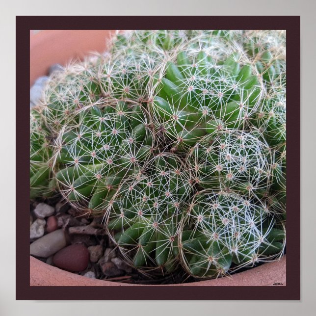 Poster Desert Cactus (Frente)