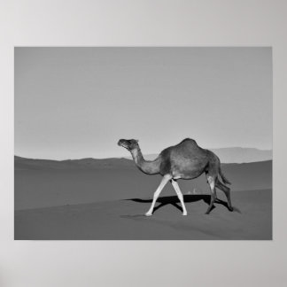 Poster Desert Camel Caminhando Preto e Branco