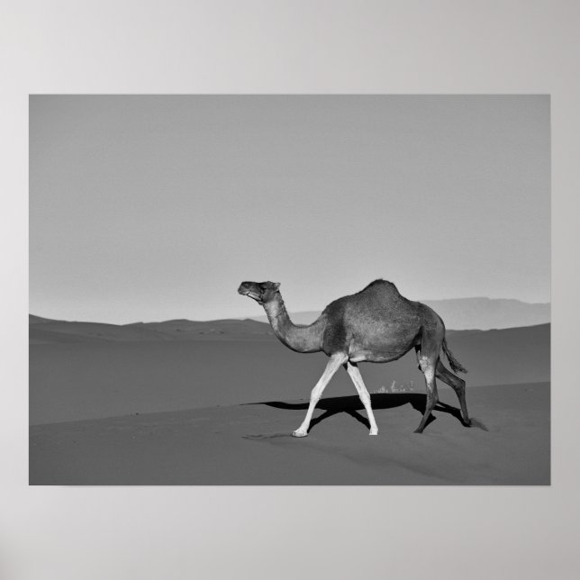 Poster Desert Camel Caminhando Preto e Branco (Frente)