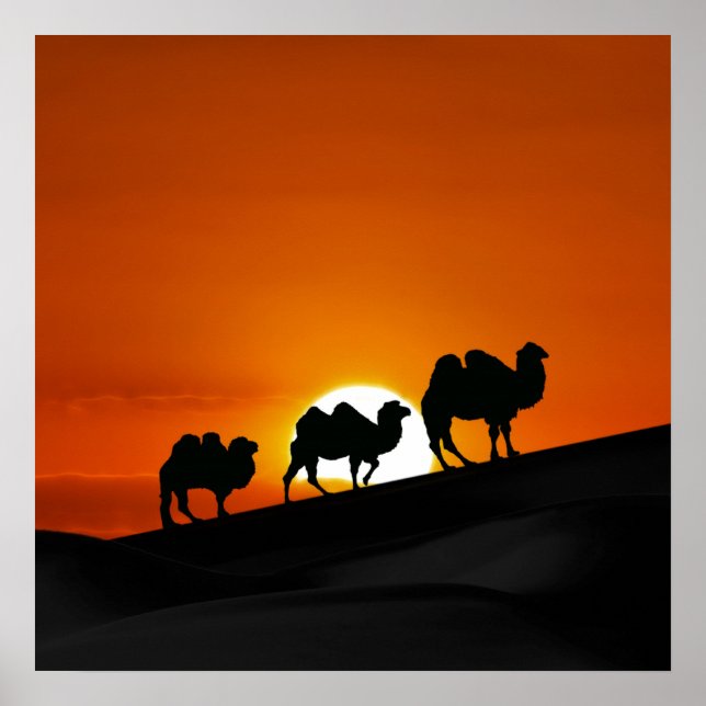 Poster Desert Camels at sunset (Frente)