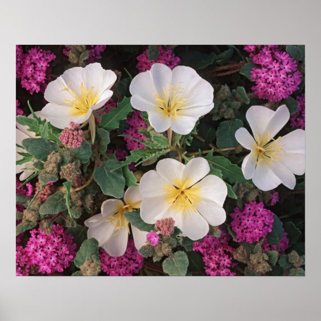 Poster Desert Evening Primrose and Desert Sand Verbena, (Frente)