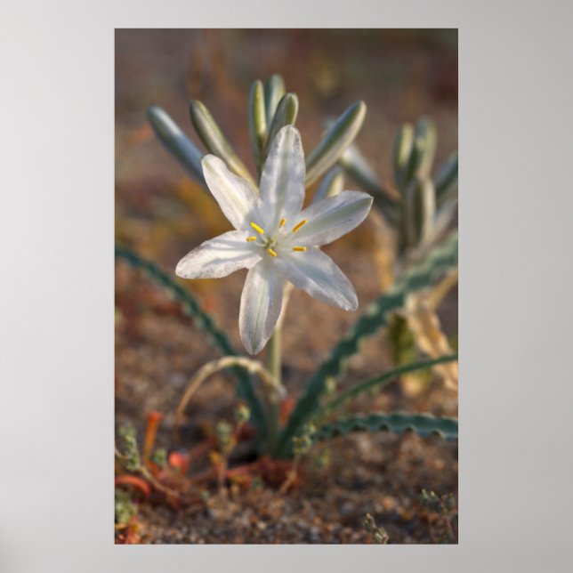 Pôster Desert Lily Wildflower (Frente)
