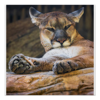 Pôster Desert Monarch: The Resting Cougar
