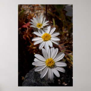 Poster Desert Star Wildflower
