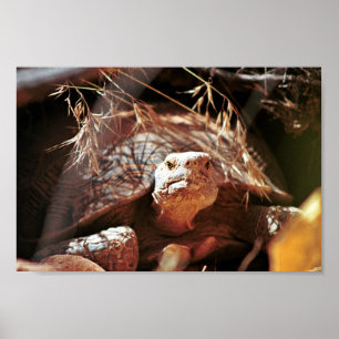 Poster Desert Tortoise
