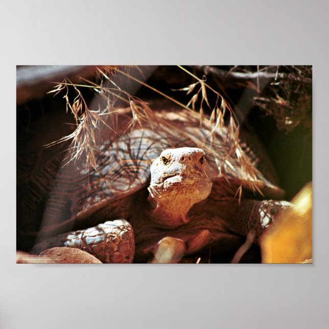Poster Desert Tortoise (Frente)