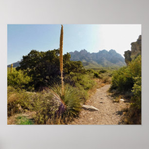 Poster desert trail with yucca and mountains